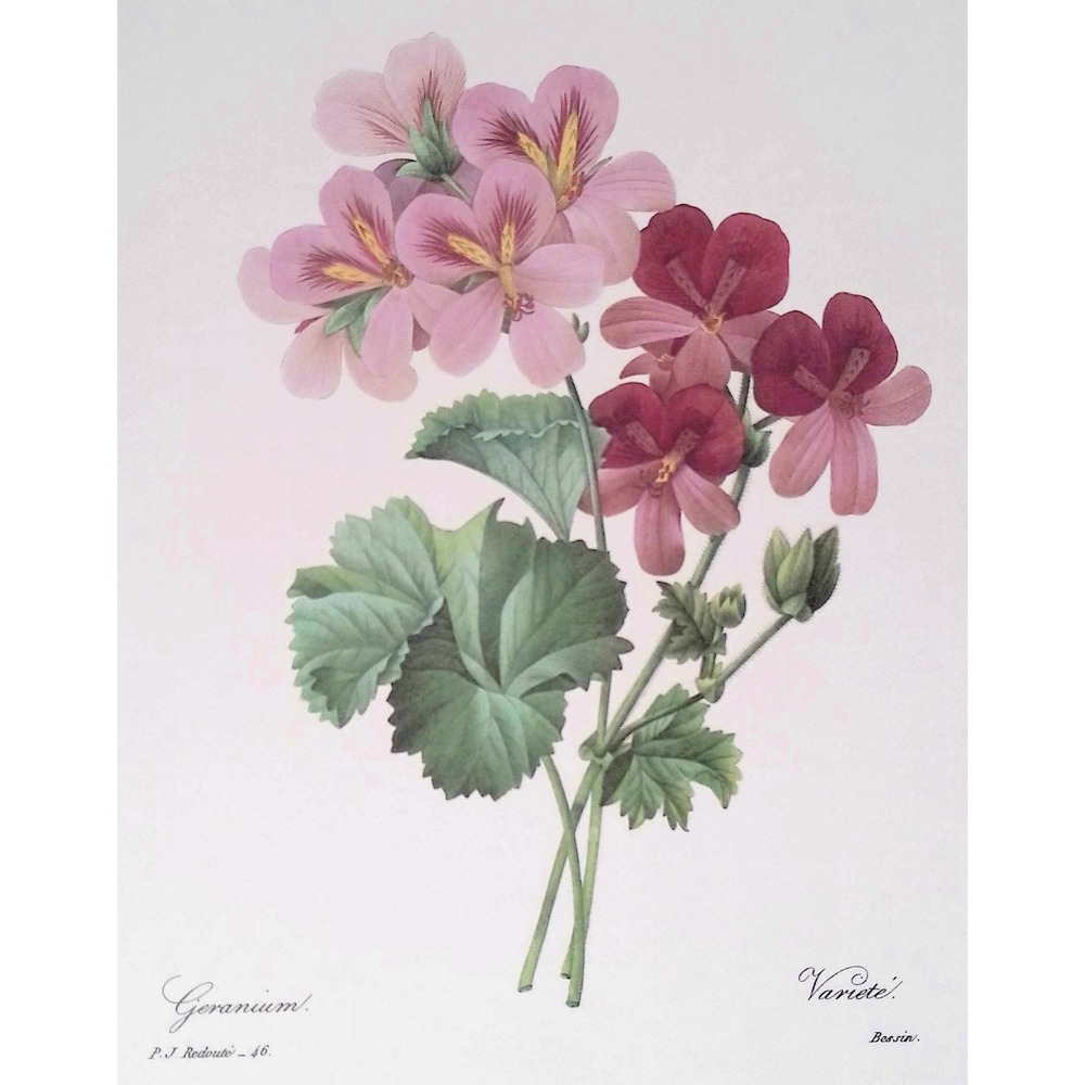 Vintage Redoute Geranium Botanical Print Pink Red Flowers Floral Wall Art